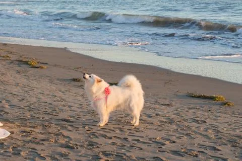 Samoyed Stock Photos