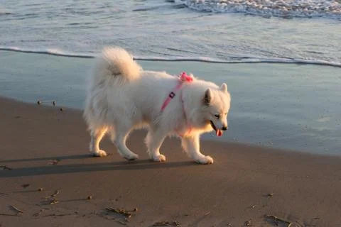 Samoyed Stock Photos