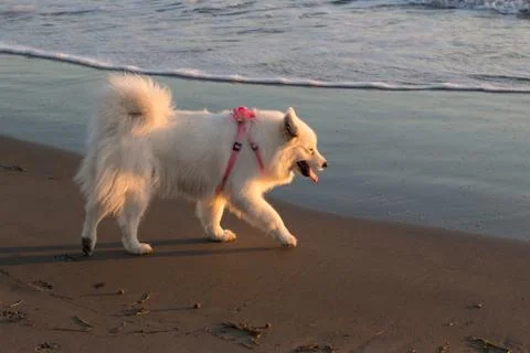 Samoyed Stock Photos