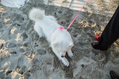 Samoyed Stock Photos