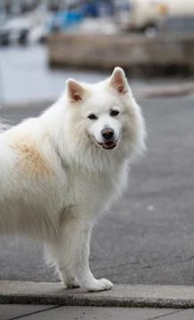 Samoyed Stock Photos