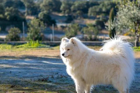 Samoyed. Portrait. Stock Photos