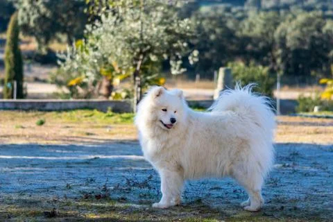 Samoyed. Portrait. Stock Photos