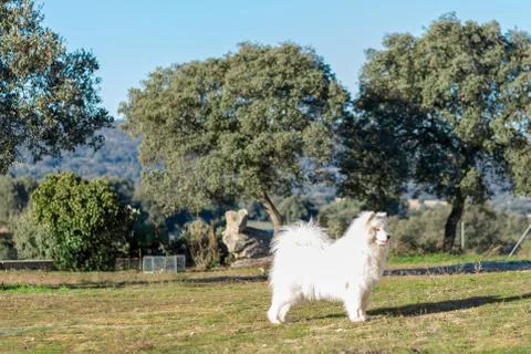 Samoyed. Portrait. Stock Photos