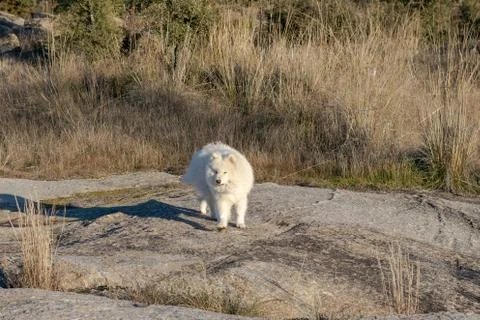Samoyed. Portrait. Stock Photos