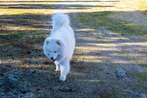 Samoyed. Portrait. Stock Photos