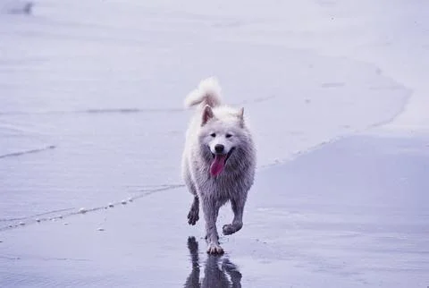 Samoyed prancing on sand Stock Photos