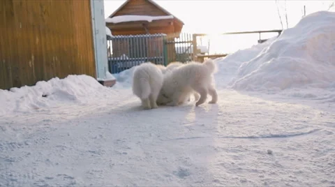 Samoyed puppy eating food Stock Footage 59795054