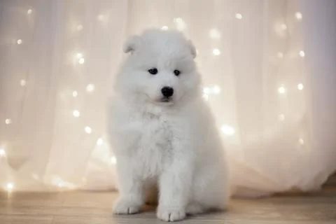 Samoyed puppy Stock Photos