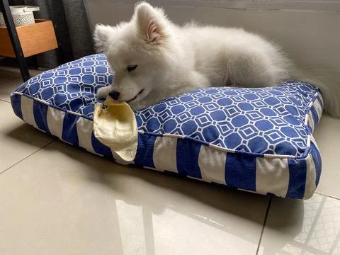 Samoyed puppy Stock Photos