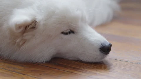 Samoyed puppy plays at Cute and Stock Video Pond5