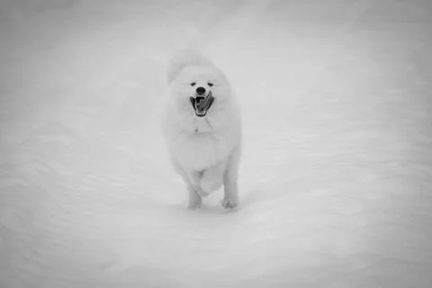 Samoyed running Stock Photos