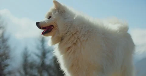 Samoyed &amp; Shetland In The Mountains 스톡 동영상 308190132