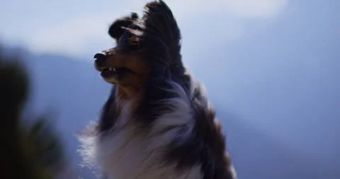 Samoyed &amp; Shetland In The Mountains 스톡 동영상 308465415