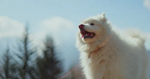 Samoyed &amp; Shetland in the Mountains 스톡 동영상 310296636