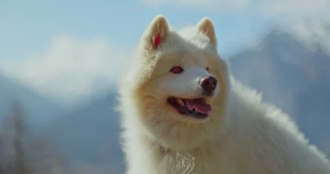 Samoyed &amp; Shetland in the Mountains Stock-Footage 310296752