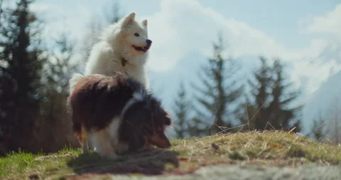 Samoyed &amp; Shetland in the Mountains 스톡 동영상 310296763