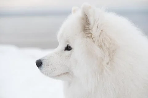 Samoyed white dog muzzle close up is on Saulkrasti beach Foto stock