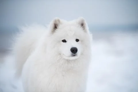 Samoyed white dog muzzle close up is on Saulkrasti beach Foto stock