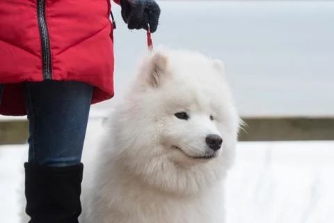 Samoyed white dog muzzle close up on a leash Stock Photos