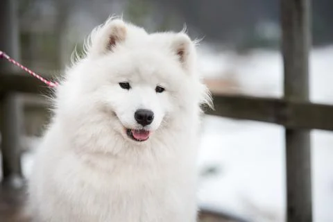 Samoyed white dog muzzle close up on a leash Fotos Stock
