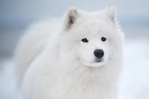Samoyed white dog muzzle close up is on Saulkrasti beach 스톡 사진
