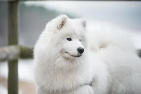 Samoyed white dog muzzle close up on snow road in Latvia Foto stock