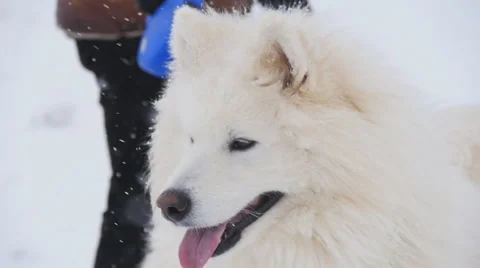 Samoyed in the winter Stock-Footage 60818133