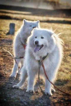 Samoyeds. Stock Photos