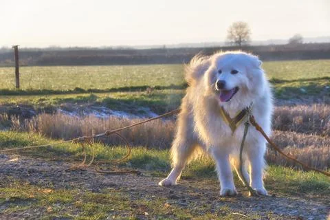 Samoyeds . Stock Photos