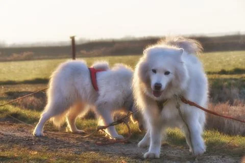 Samoyeds Stock Photos