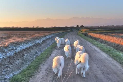 Samoyeds. Stock Photos