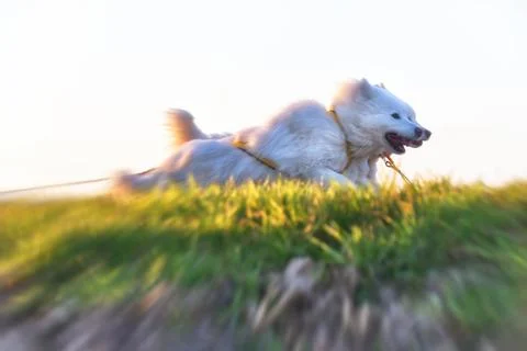 Samoyeds Stock Photos