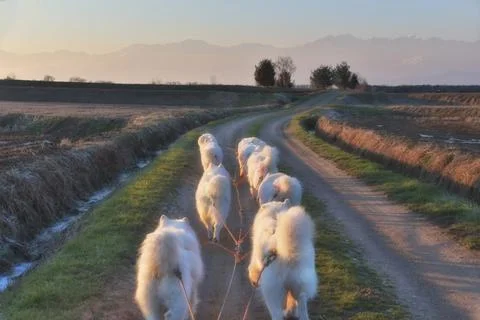 Samoyeds . Stock Photos