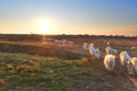 Samoyeds Stock Photos