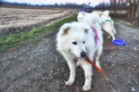 Samoyeds  . Stock Photos