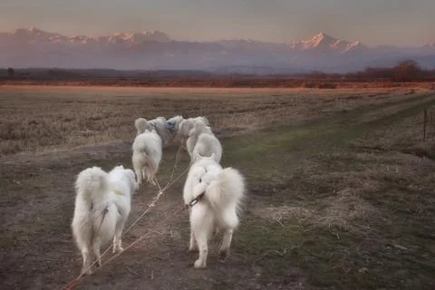 Samoyeds  . Stock Photos