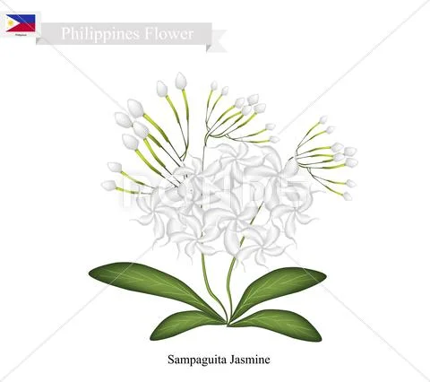 Sampaguita Jasmine The National Flower