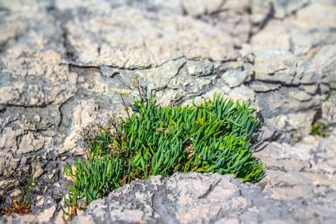 Samphire Stock Photos