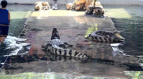 Samphran Elephant Ground &amp; Zoo Stock Footage 25714505