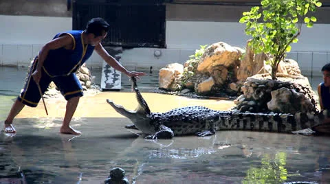 Samphran Elephant Ground &amp; Zoo Stock Footage 25715452
