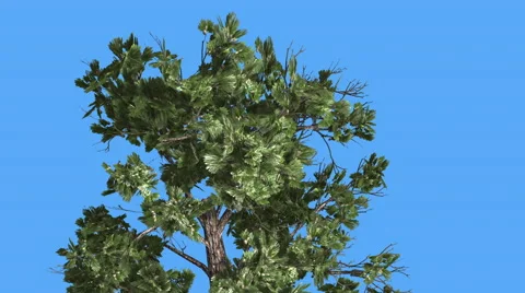 Sample Conifer Crown Of Pinophyta Coniferous Evergreen Tree Top of the Tree is Video stock 60140987
