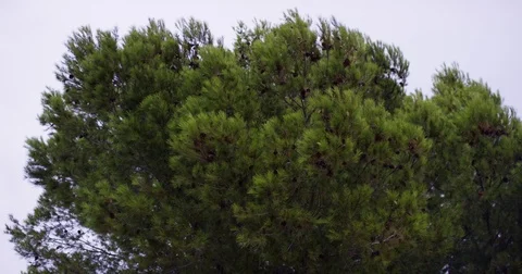 Sample Conifer, Top of Tree, Coniferous Evergreen Tree is Swaying at the Wind Stock Footage 78618915