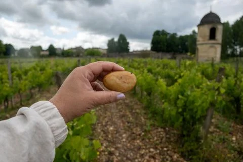Sample of galets roules, vineyards of Graves appellation with grapes growin.. Stock Photos