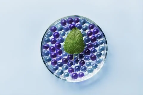 Sample of gel bubbles and green leaf in petri dish on blue background, hard Stock Photos