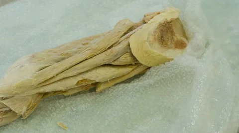 A Sample of Human Tissue Stock Footage 67463447