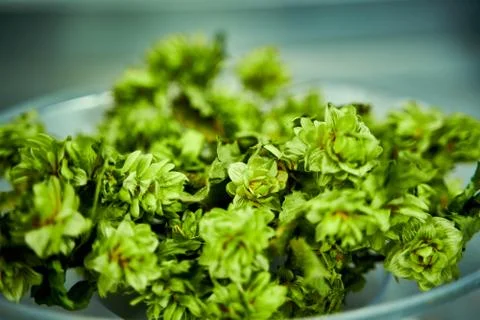Sample of natural green hops in a container prepared for making beer Stock Photos