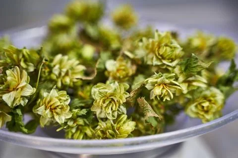 Sample of natural hops in a container prepared for making beer Stock Photos