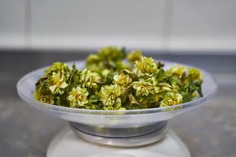 Sample of natural hops in a white container prepared to be measured for makin Stock Photos