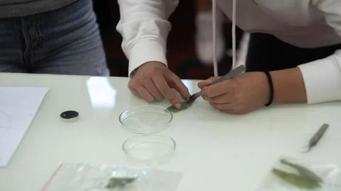 Sample preparation for the microscope, experiment in the laboratory Stock Photos